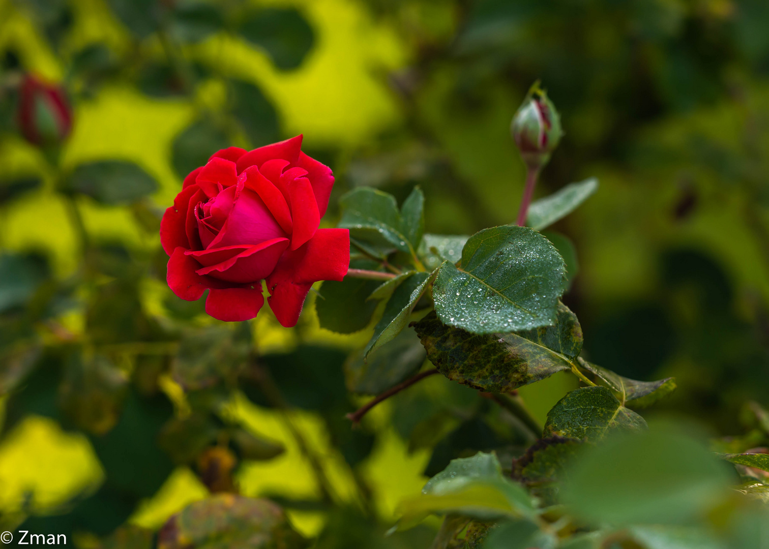 Royal Red Rose