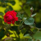 Royal Red Rose