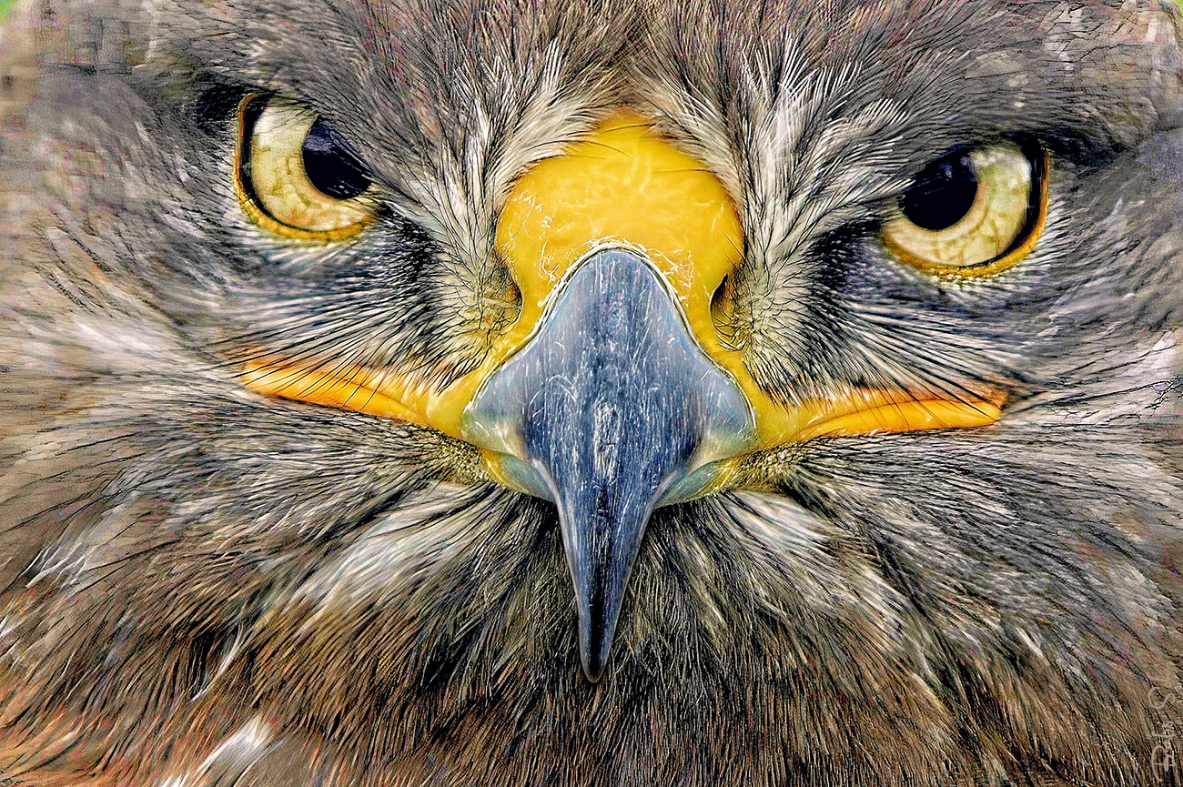 Royal Rough-footed Buzzard