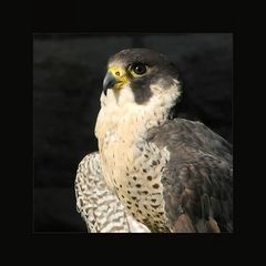 Royal Scotch Falcon...