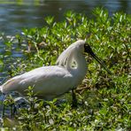 Royal Spoonbill