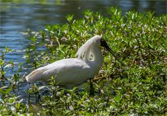 Royal Spoonbill