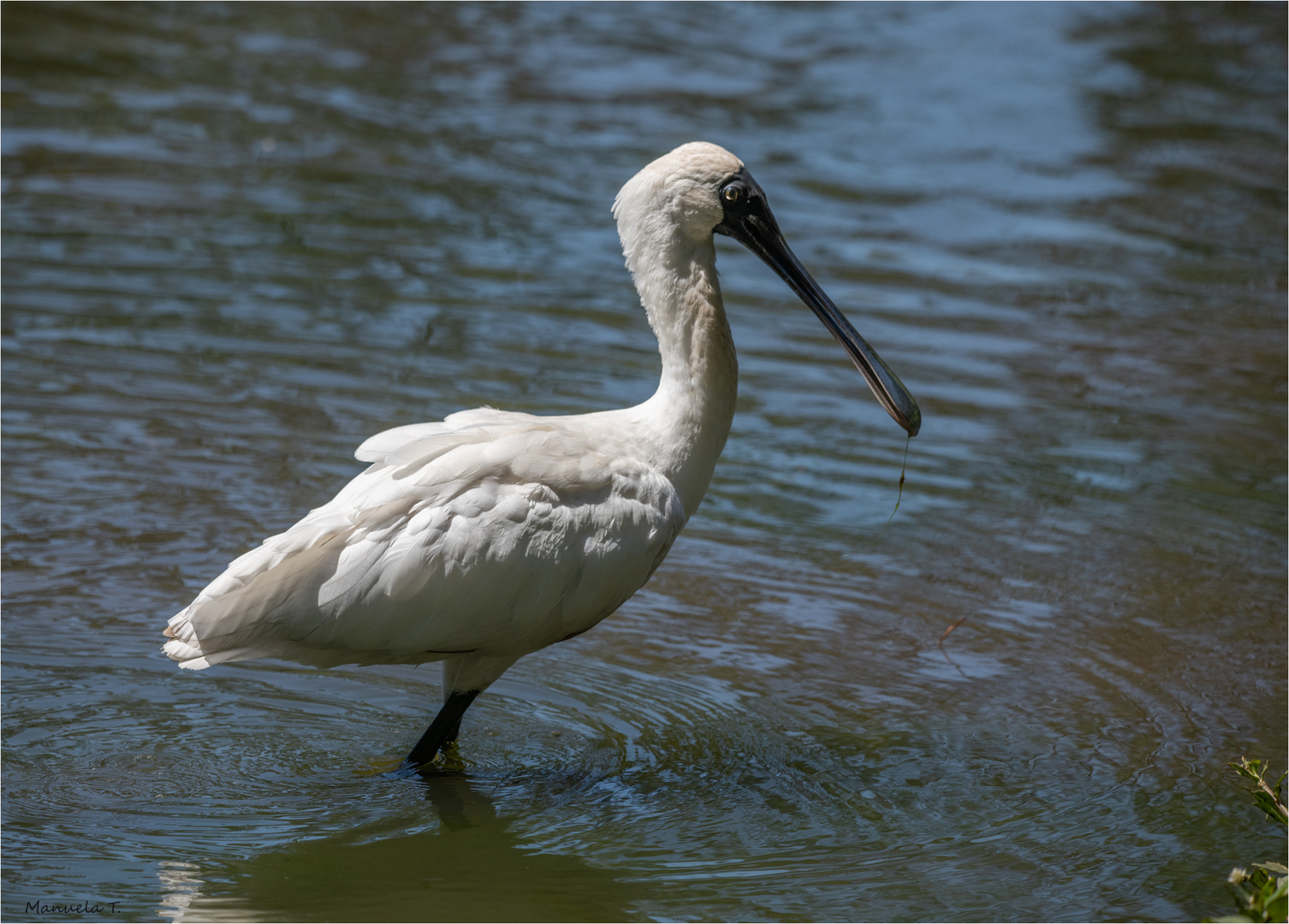 Royal Spoonbill