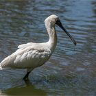 Royal Spoonbill