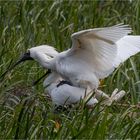 Royal Spoonbill produce offspring ?