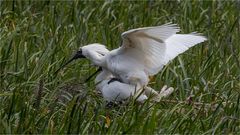 Royal Spoonbill produce offspring ?