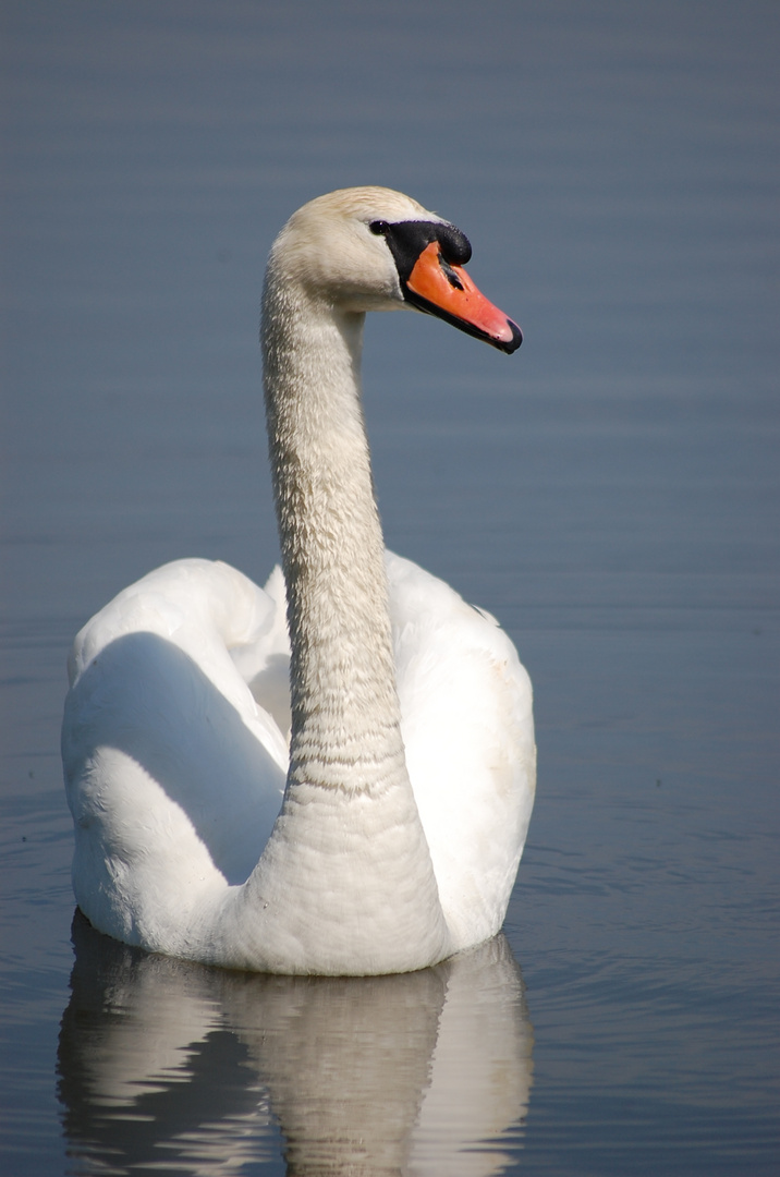 Royal swan