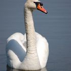 Royal swan