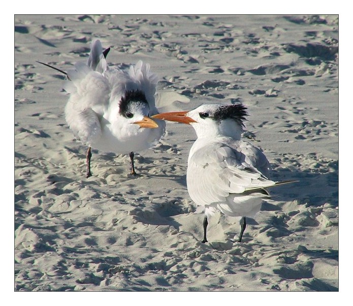 Royal Tern 1