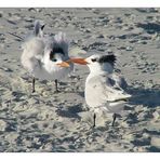 Royal Tern 1