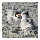 Royal Tern 2