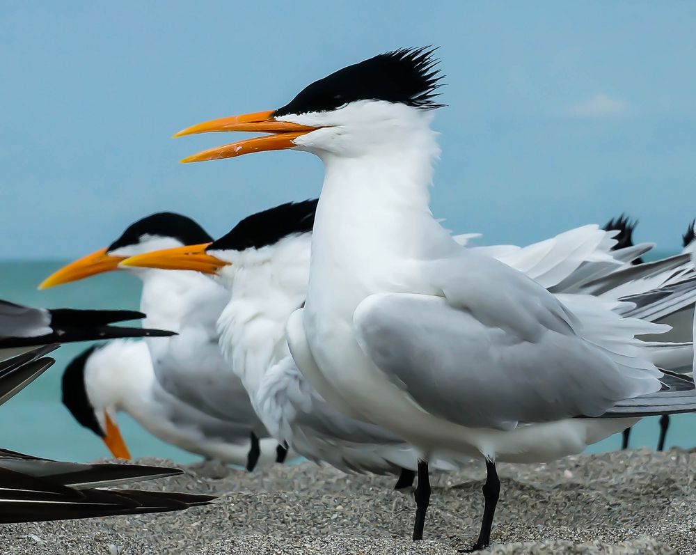 Royal Tern