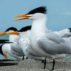 Royal Tern