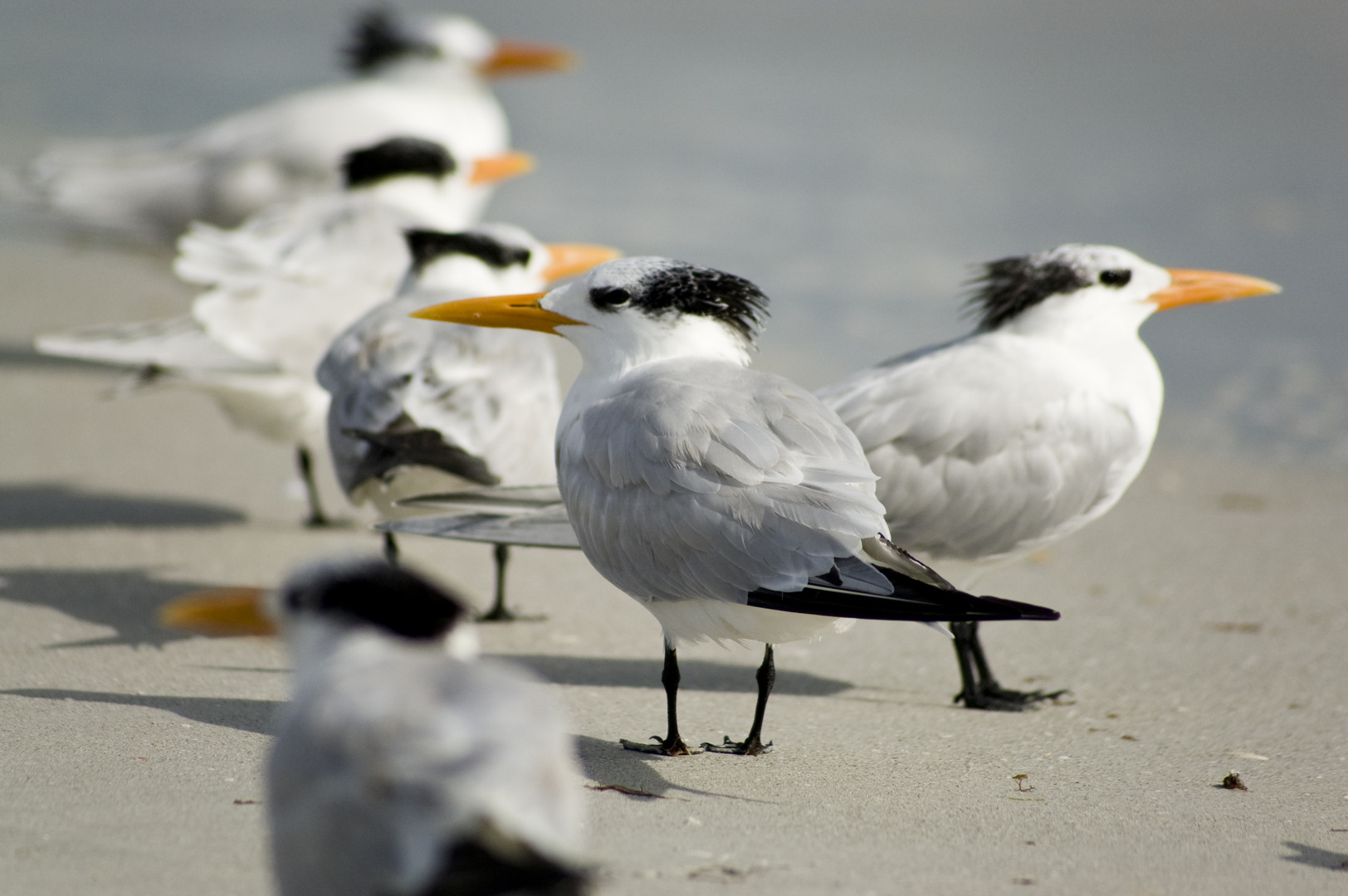 Royal terns