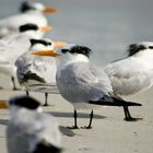 Royal terns