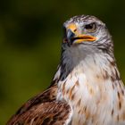 Royale !  (Buteo regalis, buse rouilleuse)