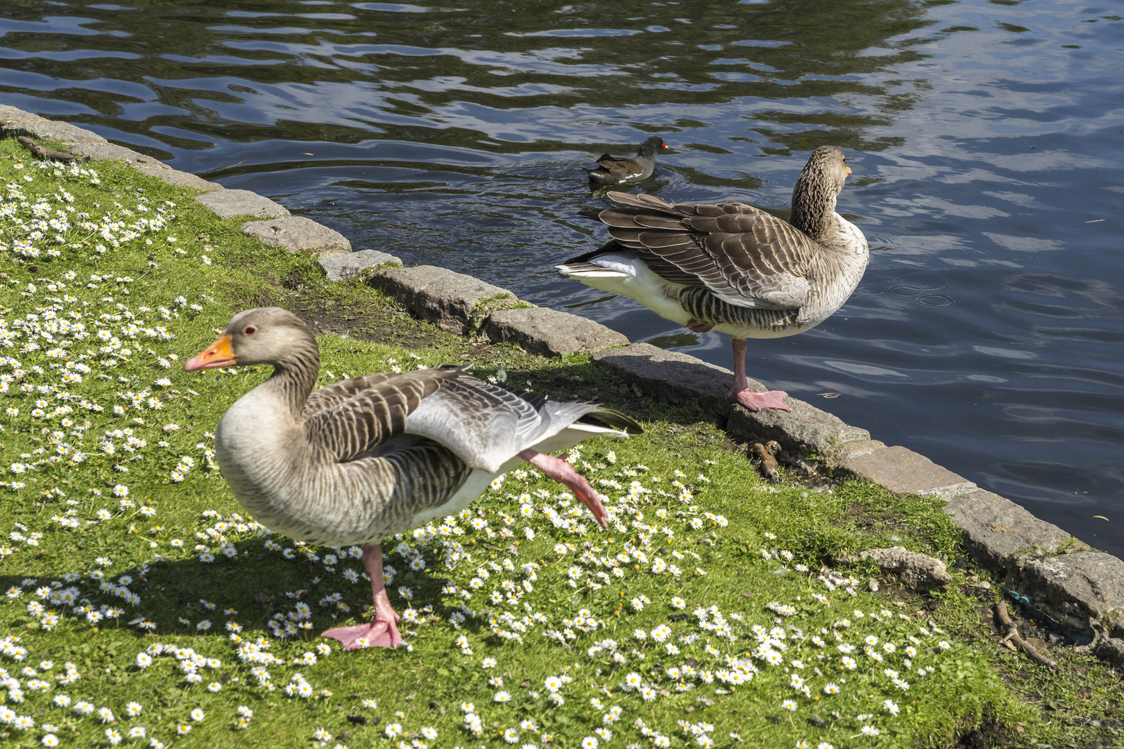 Royale Enten am St.James Park Lake