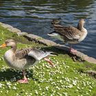 Royale Enten am St.James Park Lake