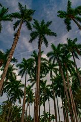 Roystonea regia the national plant