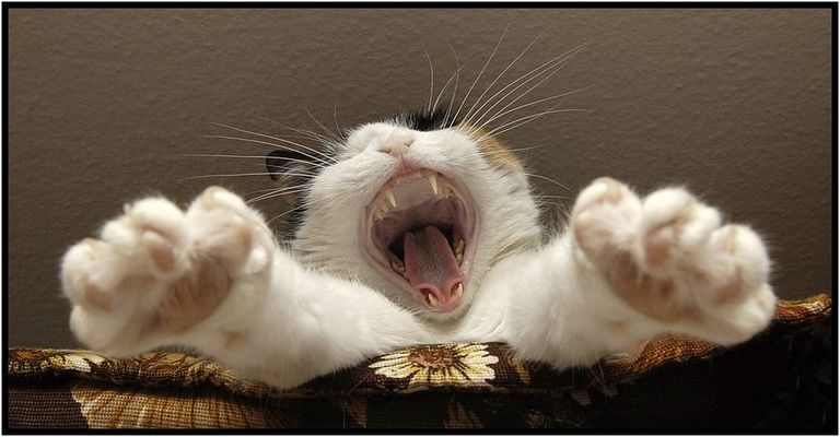 *RRRRRROARRR* ...ich bin ein Tiger und habe dich zum Fressen gern ;o)