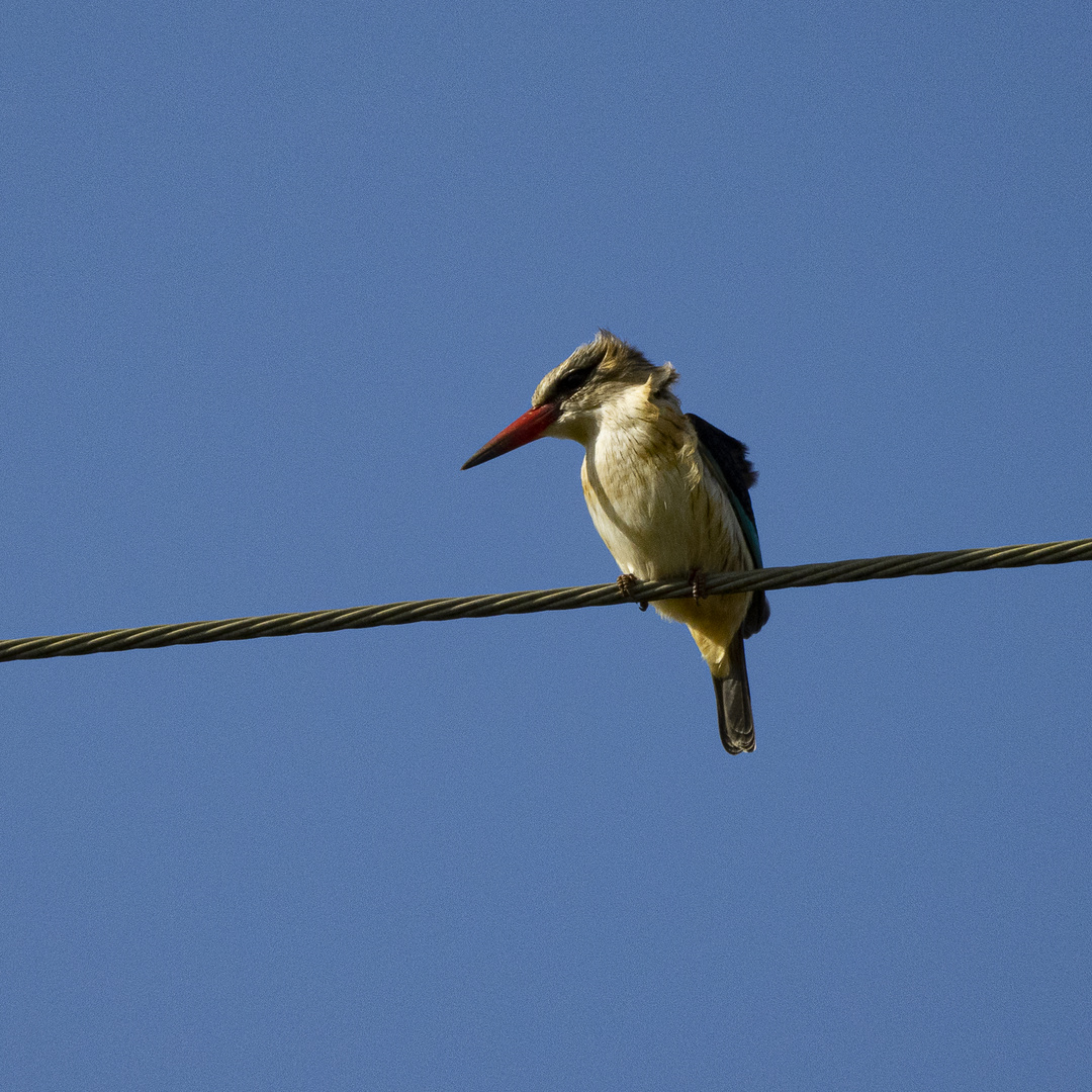 RSA -10- Eisvogel