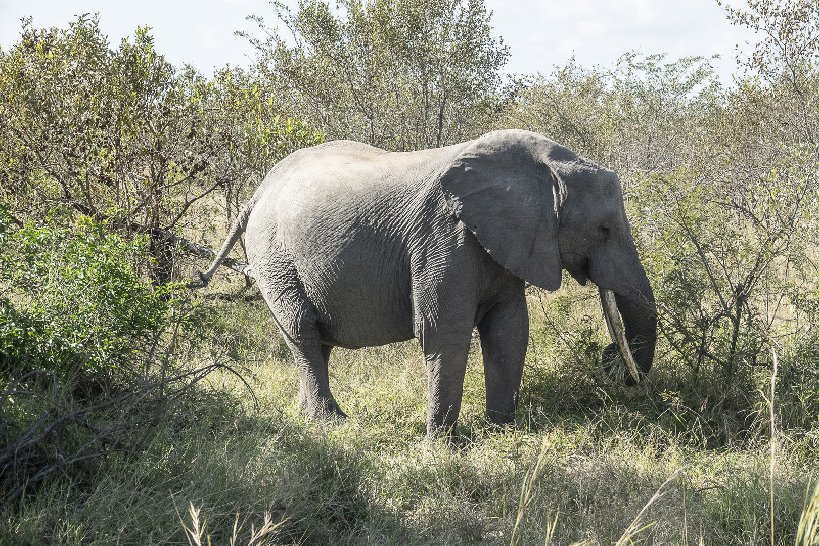 RSA -15 - Afrikanischer Elefant 1