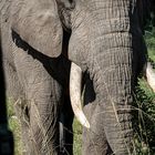 RSA -18 - Afrikanischer Elefant 4