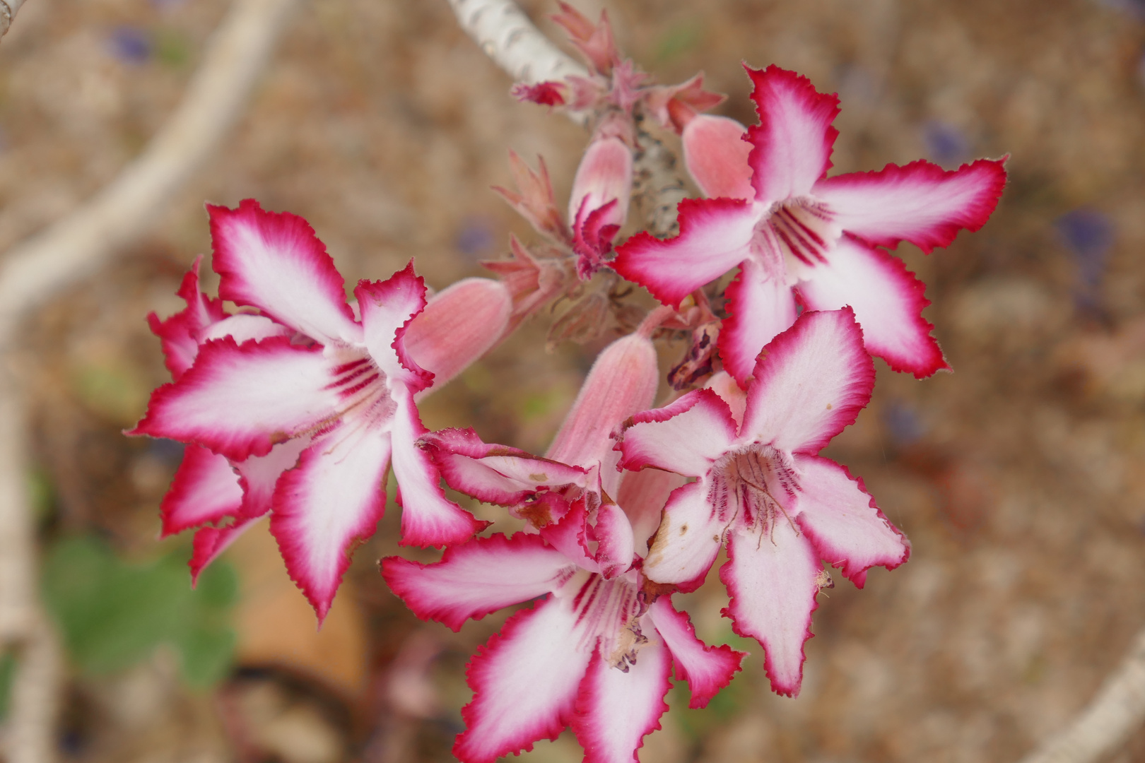 RSA 46: Impala Lily