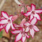 RSA 46: Impala Lily