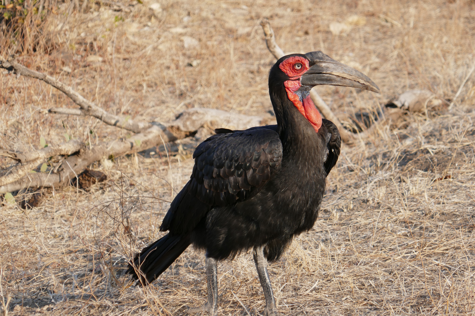 RSA 56: Southern Ground Hornbill