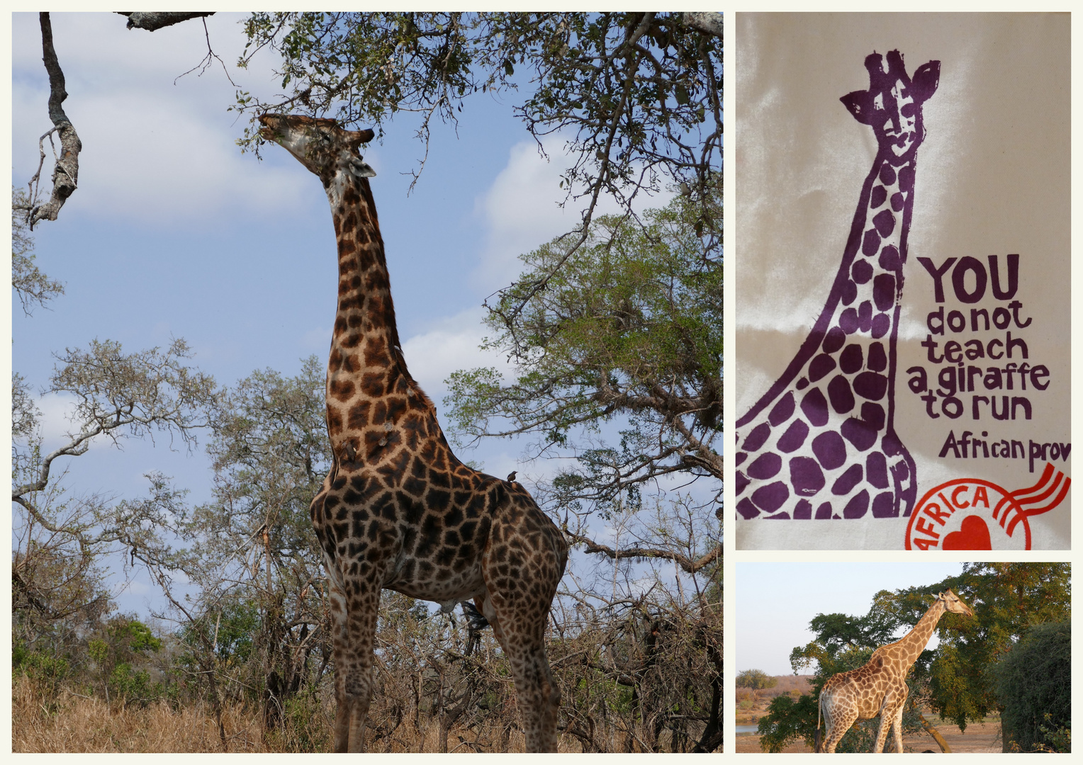 RSA 58: Die Giraffe (giraffa camelopardalis)