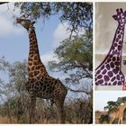 RSA 58: Die Giraffe (giraffa camelopardalis)