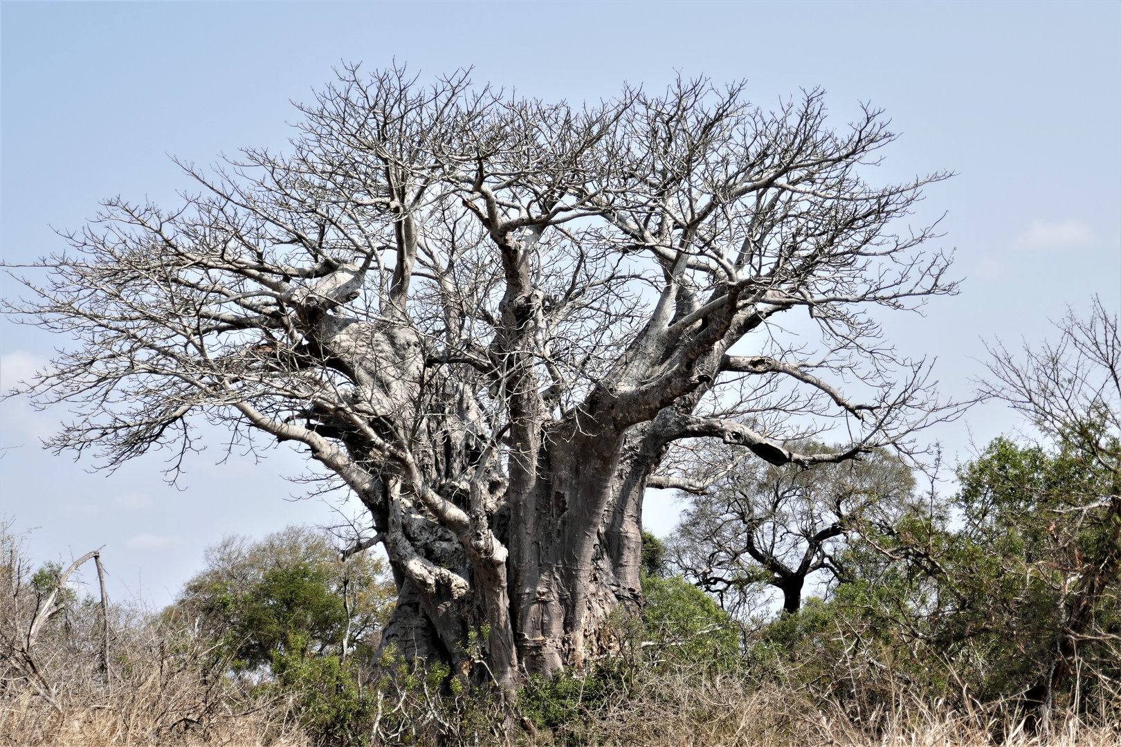 RSA 63: Baobab