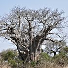 RSA 63: Baobab