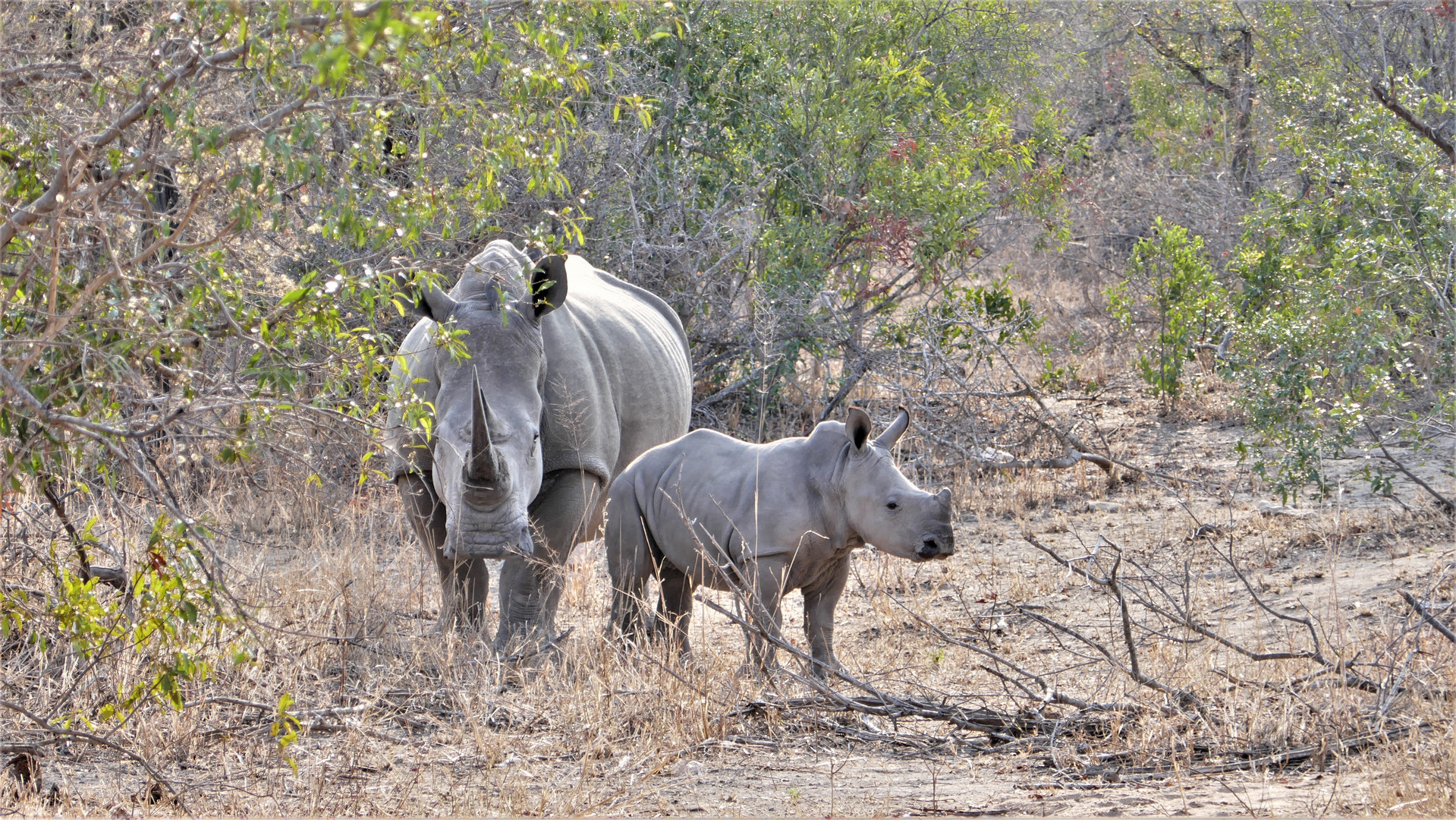 RSA 67: Rhinos bei Berg-en-Dal