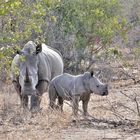 RSA 67: Rhinos bei Berg-en-Dal