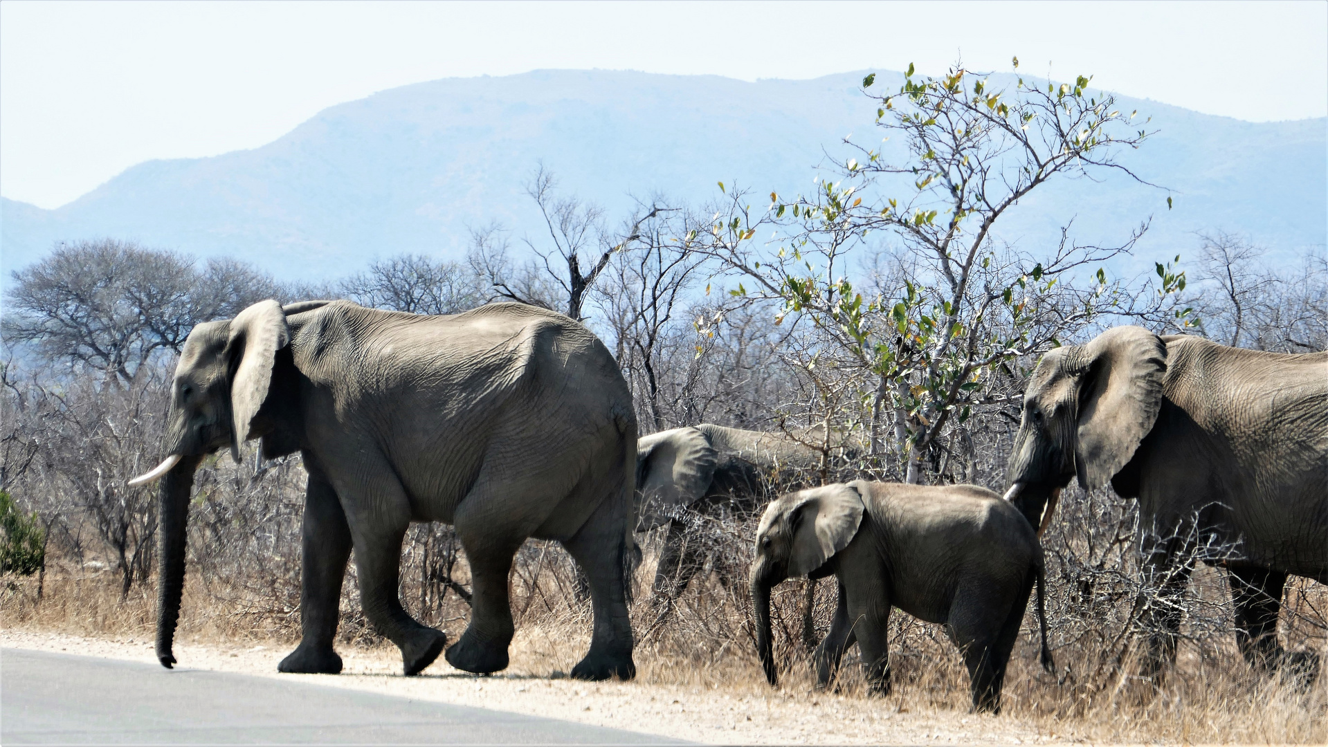 RSA 68: Elephanten haben Vorfahrt.