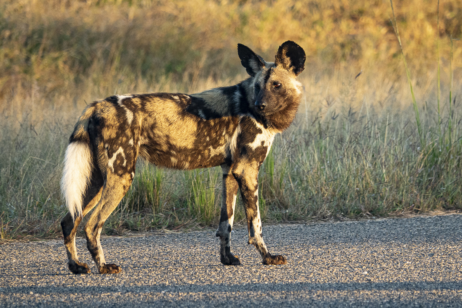 RSA -7- Afrikanischer Wildhund