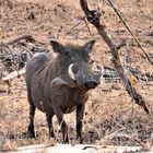 RSA 70: By the way, my name is Warthog, James Warthog ...