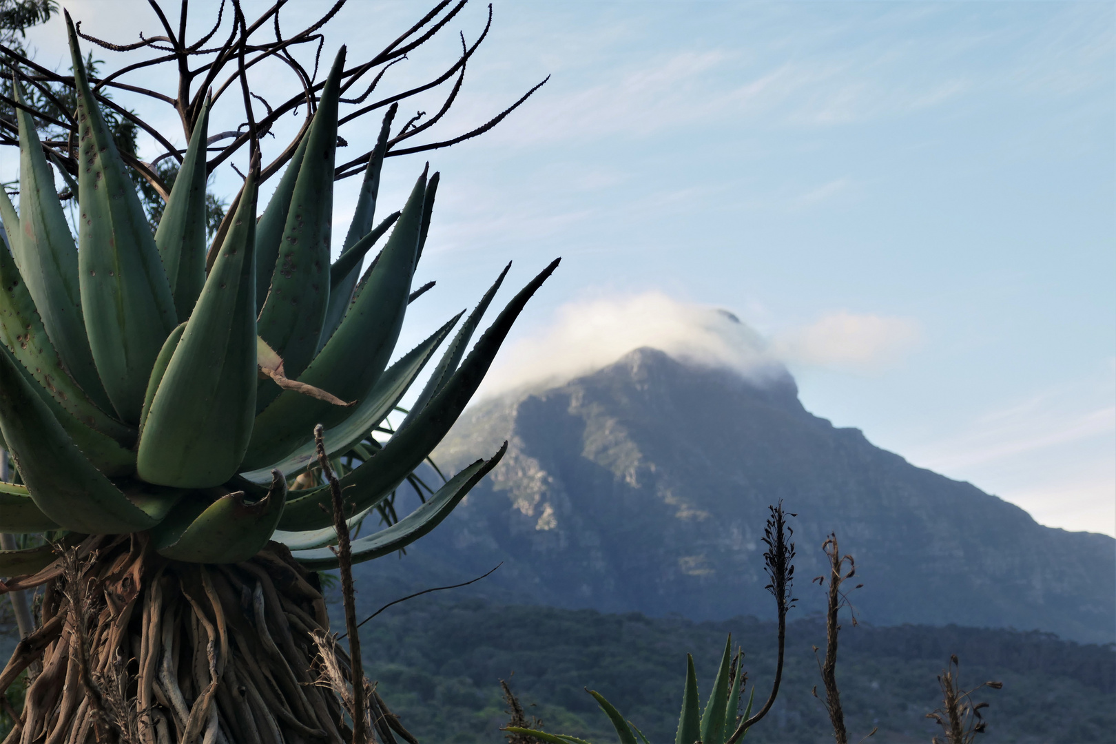 RSA 93: Agave und Tafelberg