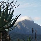 RSA 93: Agave und Tafelberg