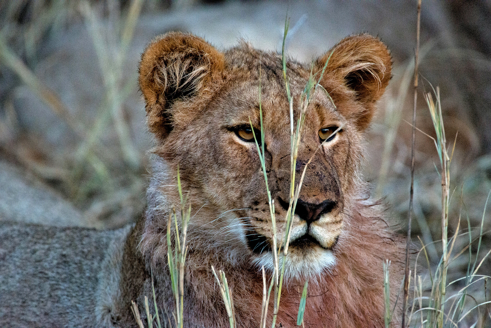 RSA, Madikwe