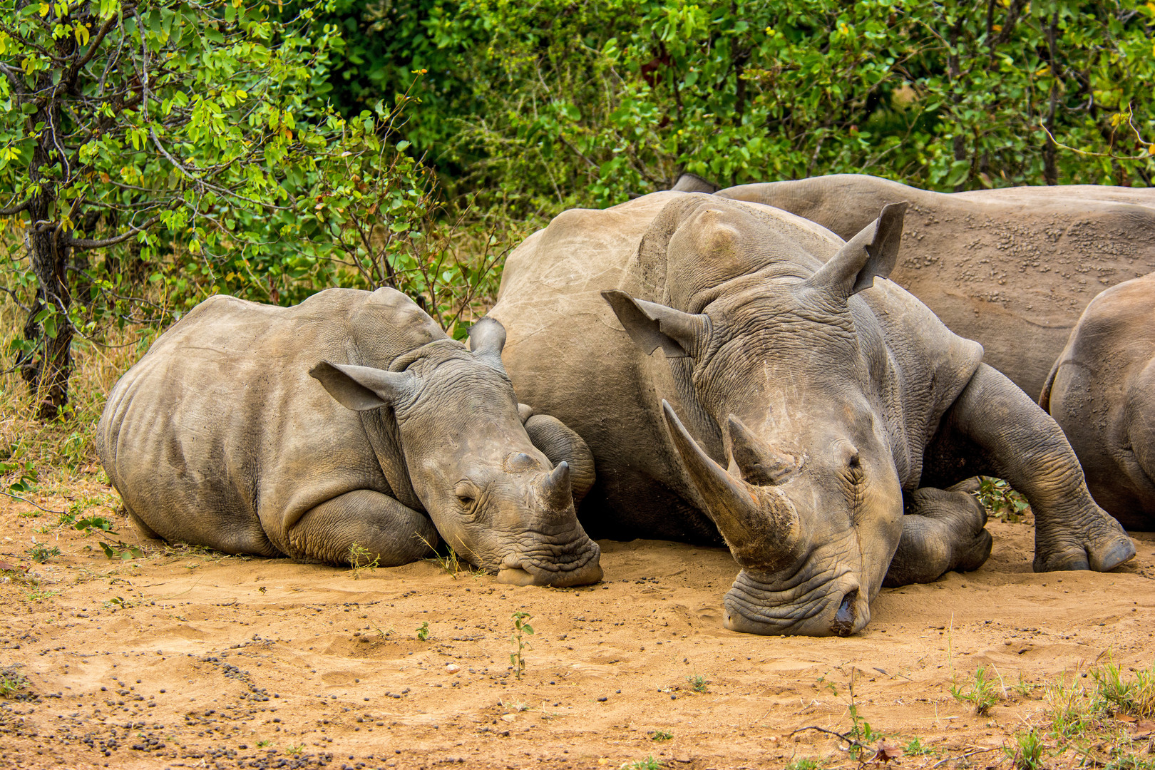 RSA, Motswari Game Reserve