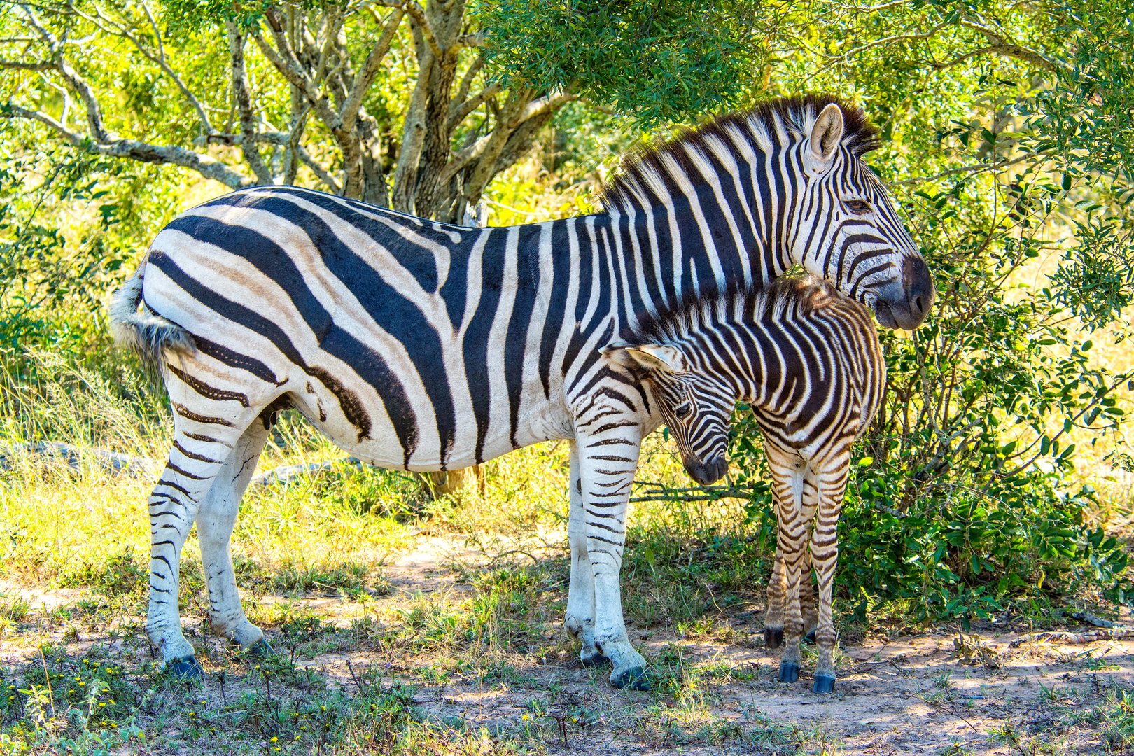 RSA, Motswari Game Reserve