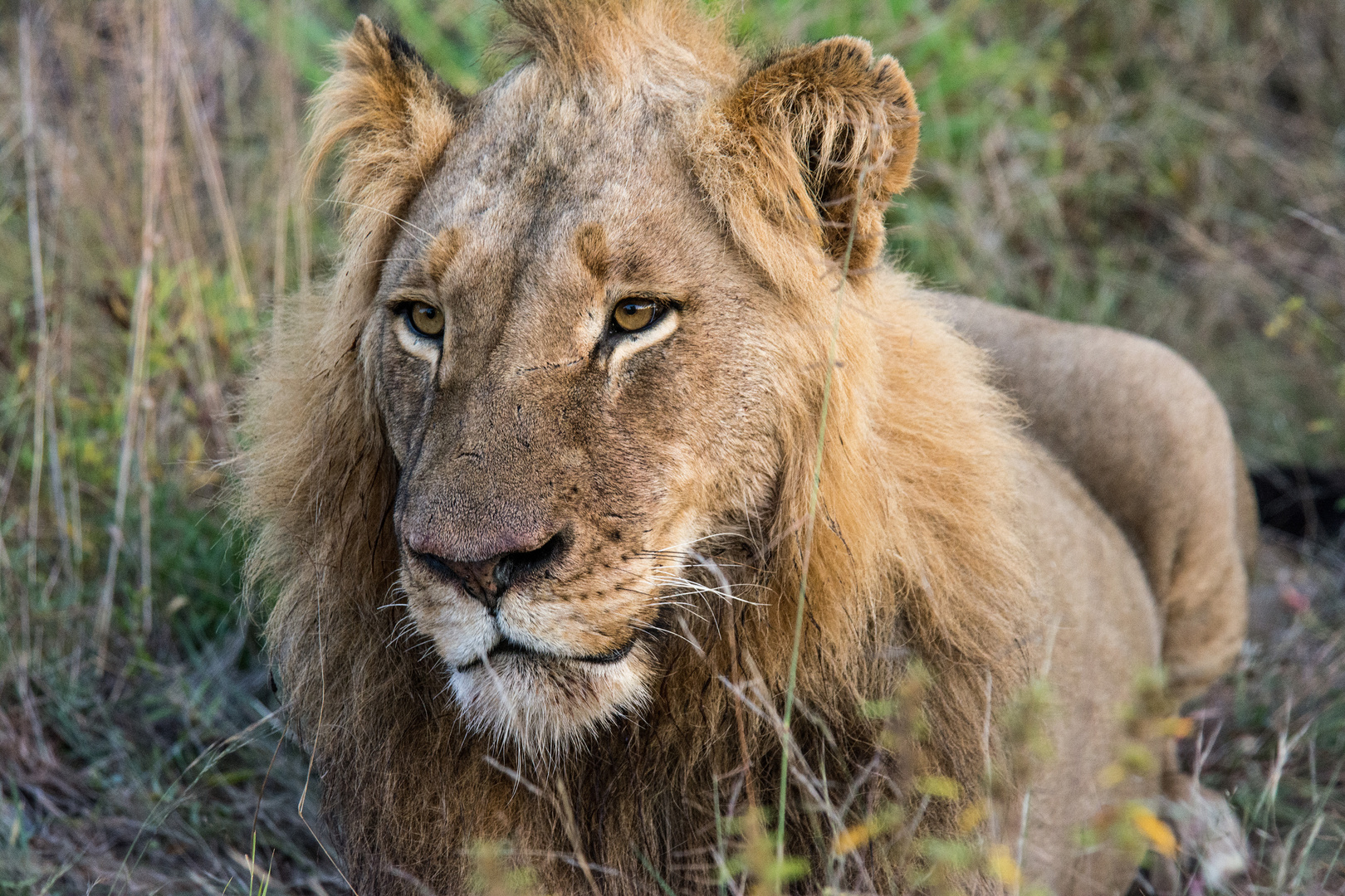 RSA, Timbavati Game Reserve