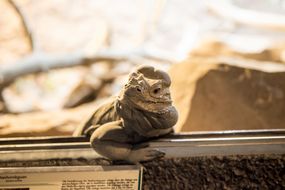 RSC_7881_reptilium_landau_klein