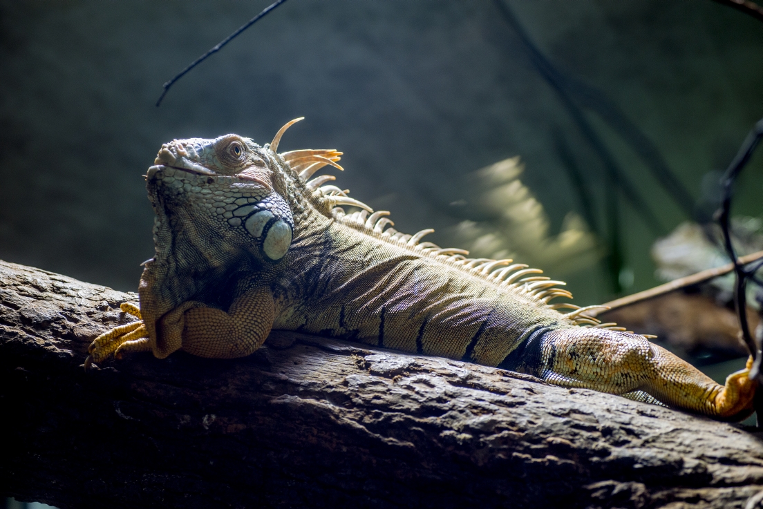 RSC_7903_reptilium_landau_klein