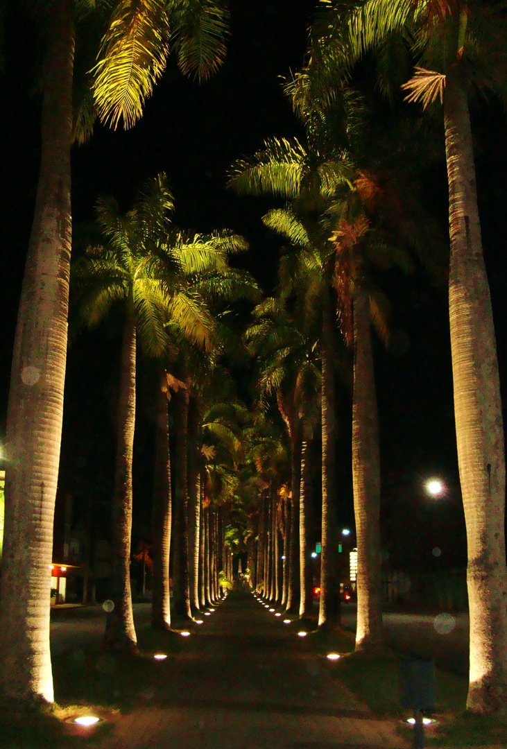 Rua das Palmeiras - Blumenau - Brasil