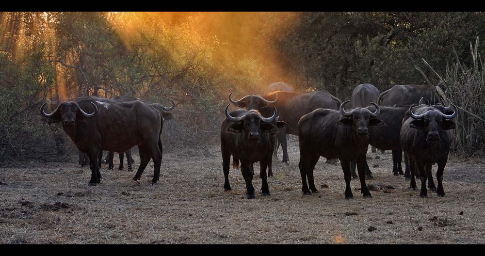 Ruaha Buffalos...