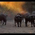 Ruaha Buffalos...